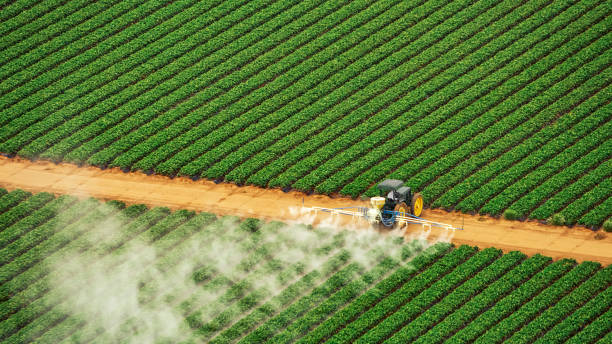 Best Termite Control Services  in Leander, TX