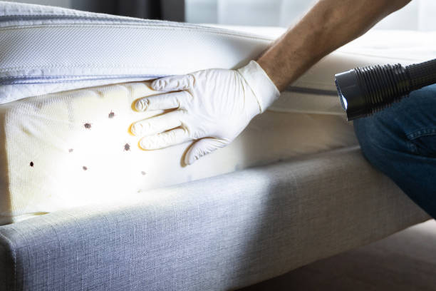 Best Cockroach Control Services  in Leander, TX