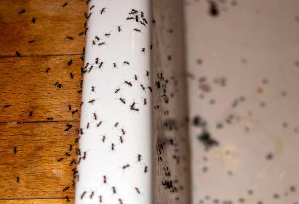 Best Best Pest Control Companies  in Leander, TX