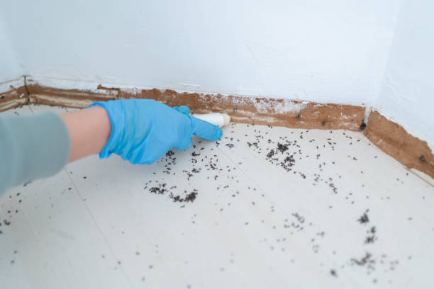 Best Residential Pest Control  in Leander, TX